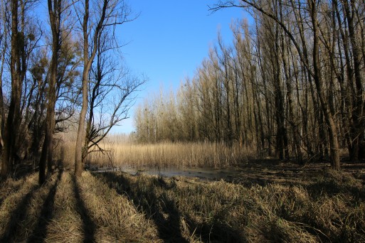 Riparian forest in Mura-Drava-Danube Biosphere Reserve during winter.JPG