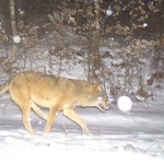 The story of a survivor: "Tripod" the three-legged wolf