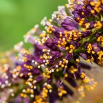 GET TO KNOW THE INVASIVE ALIEN PLANTS  - False Indigo Bush