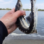 Pilot Stocking of Russian Sturgeon in Romania