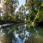 How floodplains clean the water of the Danube