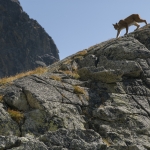 A YOUNG LYNX FROM THE BESKYDY MOUNTAINS KILLED BY CAR IN HOSTÝN HILLS