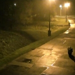 A Brown bear makes a stop in Miskolc, Hungary, during its travels