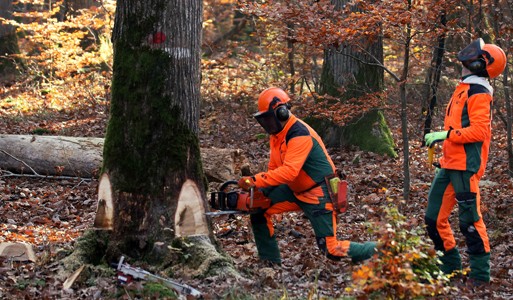 Boatbilding-felling oak trees-Mathias Orgeldinger_bearb.jpg