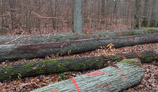 felled oak trees-Alexander Hilverda.jpg