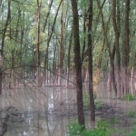 Fifty year of efforts for preserving valuable water sources through wetland restoration