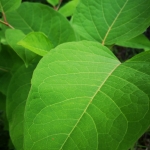 GET TO KNOW THE INVASIVE ALIEN PLANTS  - Knotweeds