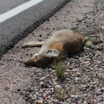 194 million birds and 29 million mammals killed on European roads each year