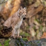 Monitoring lynx in the Beskydy Mountains