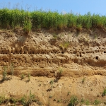 Mura River bird census