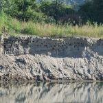 Bird monitoring on Mura, Drava and Danube in Croatia