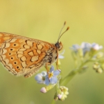 When plans come true: stepping stones for the Marsh fritillary start functioning