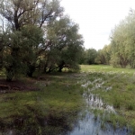 Stakeholder insights - Key issues in Mura-Drava-Danube riparian forest management and conservation