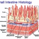 Workshop from the histopathologist to clinician