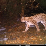 The mystery of the disappearing lynx in Beskydy