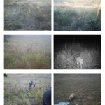 Notes from the field: Assessing the functionality of wildlife corridors in the Arad-Deva pilot area