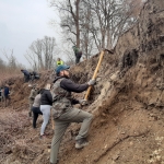 Breeding site preparation for sand martins on the Mura river in Slovenia