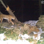 Update on the restoration of guiding vegetation in the Jablunkov migration corridor, plus some outcomes of telemetry monitoring of lynx in the Beskydy Mountains